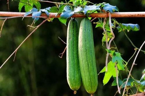 17吃瓜免费吃瓜,畅享夏日瓜果盛宴  第1张